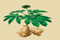 品姜茶说姜家事 Logo